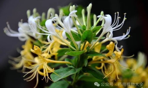紫背花的功效与作用及图片-紫背草的功效与作用网 | 紫背菜的营养价值与功效,紫背菜的营养价值与功效