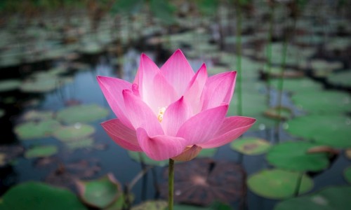 紫背草开花实拍图-紫背草的功效与作用网 | 紫背菜的营养价值与功效,紫背菜的营养价值与功效