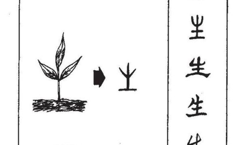 紫背花的功效与作用及图片-紫背草的功效与作用网 | 紫背菜的营养价值与功效,紫背菜的营养价值与功效