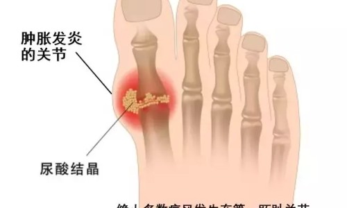 紫背草开花实拍图-紫背草的功效与作用网 | 紫背菜的营养价值与功效,紫背菜的营养价值与功效